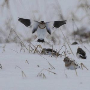 Snow Bunting