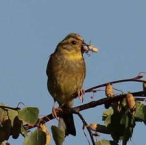 Yellowhammer