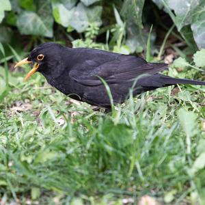 Eurasian Blackbird