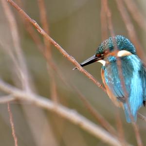 Eisvogel