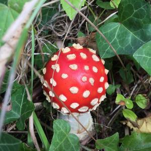 Fly Agaric