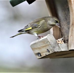 European Greenfinch