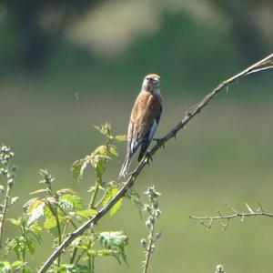 Eurasian Linnet