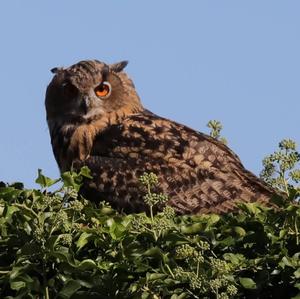 Eurasian Eagle-owl