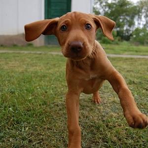 Vizsla