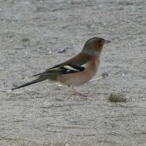 Eurasian Chaffinch