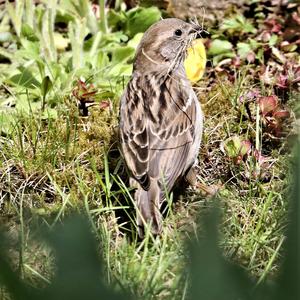 House Sparrow