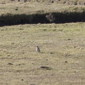 Eurasian Skylark