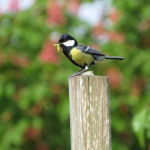 Great Tit