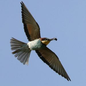 European Bee-eater