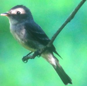 Alder Flycatcher