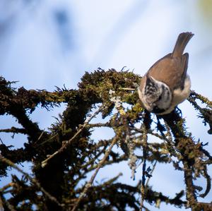 Crested Tit