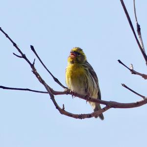 European Serin