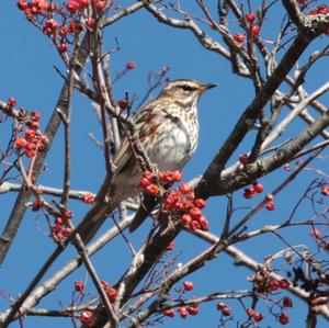 Redwing