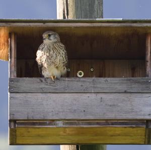 Common Kestrel