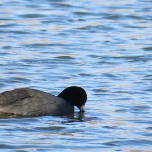 Common Coot