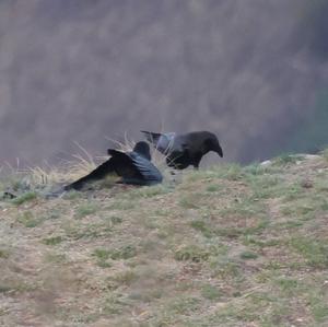 Common Raven