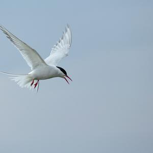 Arctic Tern