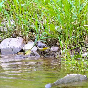 Grey Wagtail