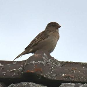 House Sparrow