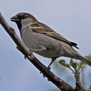 House Sparrow