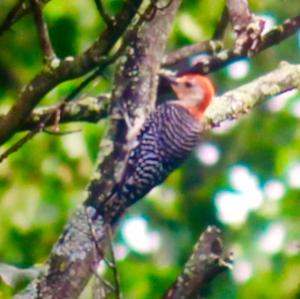 Red-bellied Woodpecker