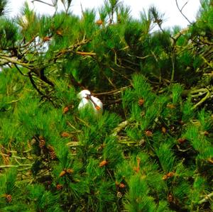 Eurasian Spoonbill