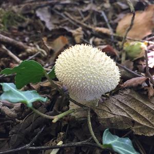 Gem-studded Puffball