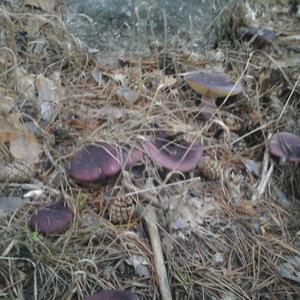 Shellfish-scented Russula