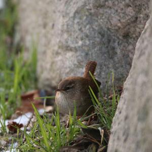 Winter Wren