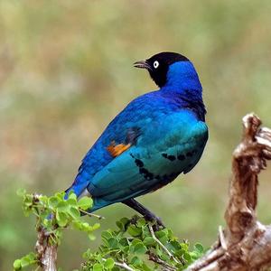 Superb Starling