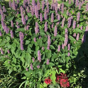 Hyssop