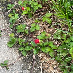 Unknown Species