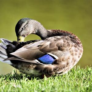 Mallard