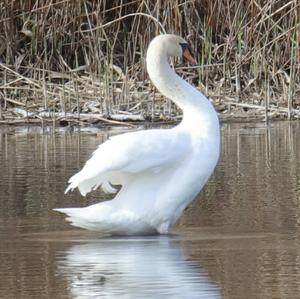 Höckerschwan