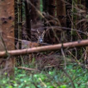 European Roe Deer