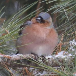 Eurasian Chaffinch