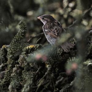 House Sparrow