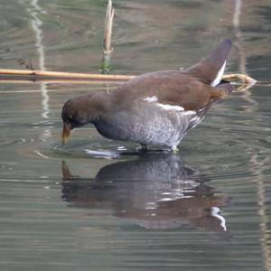 Common Moorhen