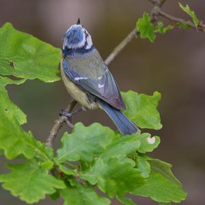 Blue Tit