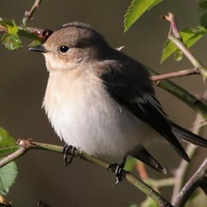 European Pied Flycatcher