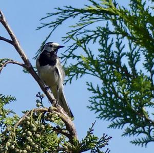 White Wagtail