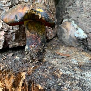 Dotted-stem Bolete