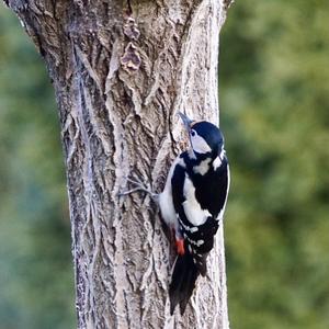 Great Spotted Woodpecker