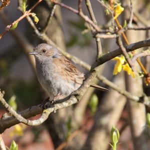 Hedge Accentor