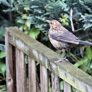 Eurasian Blackbird