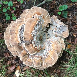 Black-staining Polypore