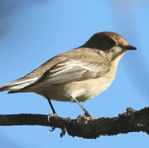 European Pied Flycatcher