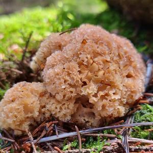 Eastern Cauliflower Mushroom