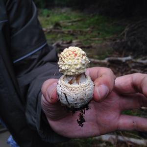 Fly Agaric